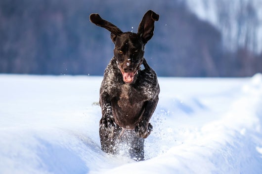 Jagdhund Deutsch Kurzhaar im Galopp durch den Schnee