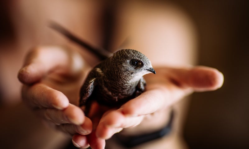 gierzwaluwonderzoek quickscan flora en fauna