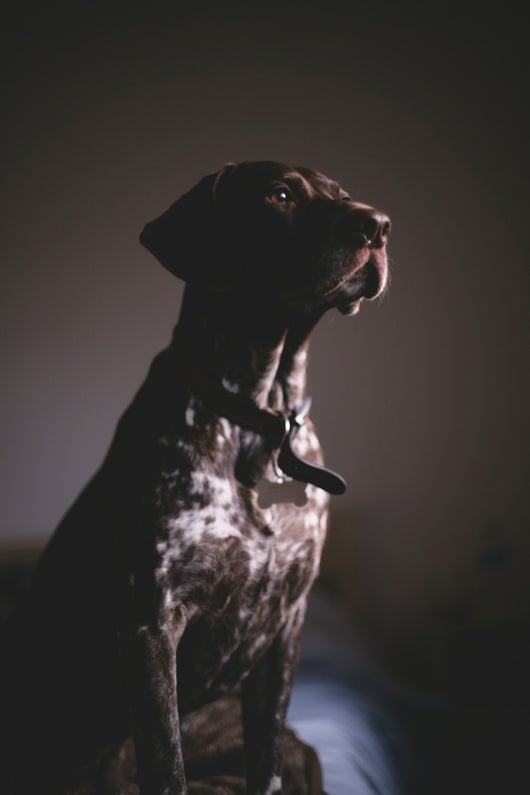 Majestätisch am Sofa der Kurzhaar Jagdhund