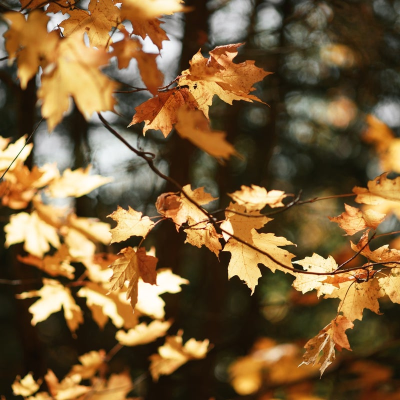 reflexologie hormoon amsterdam
