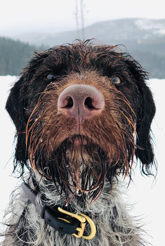 DD Drahtharr im Winter von vorne