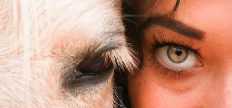 De paard als spiegel