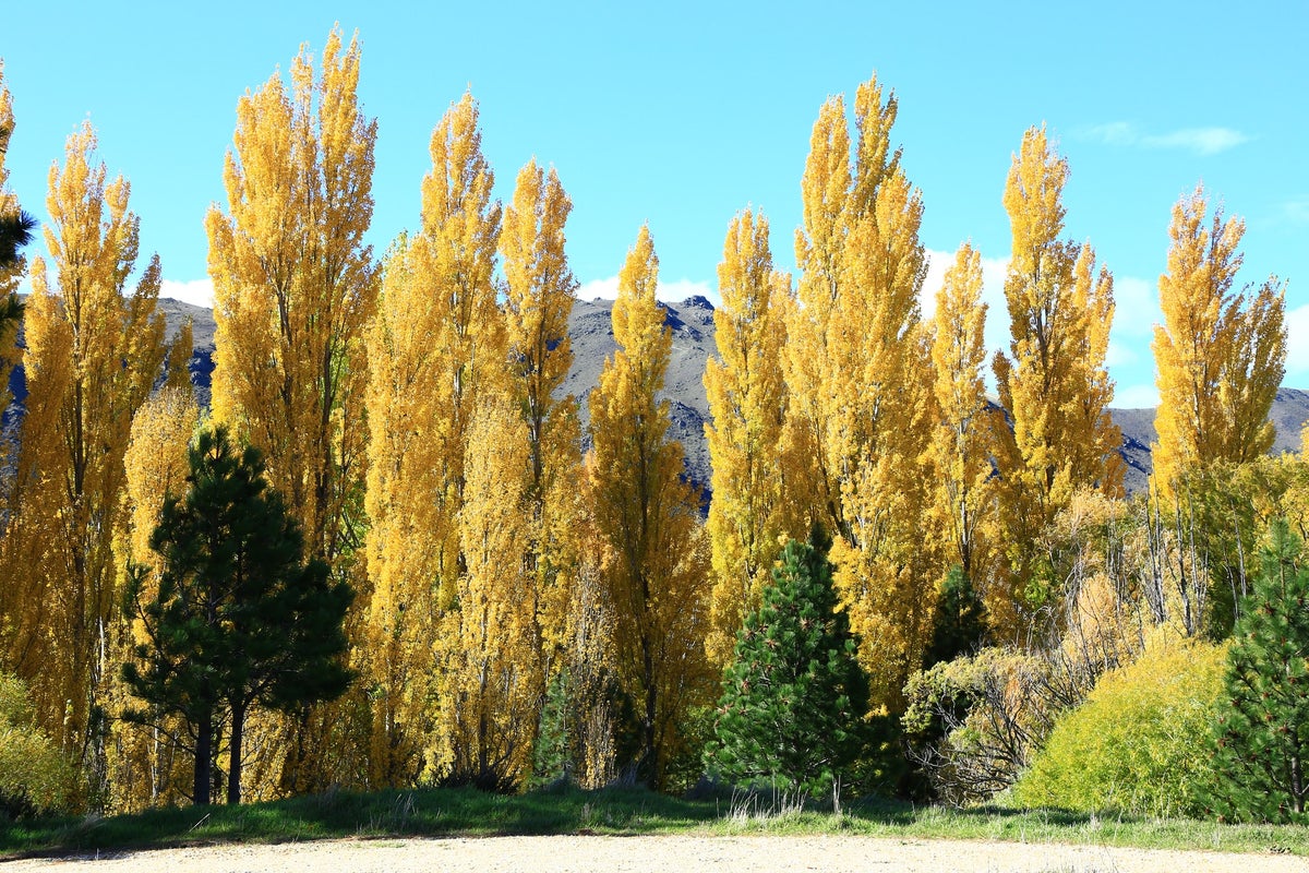 Populier Plantlore / Bomen Plantlore / Planten Soorten / Slow | wesgeco