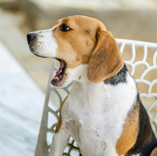 Gähnender Beagle auf dem Sessel