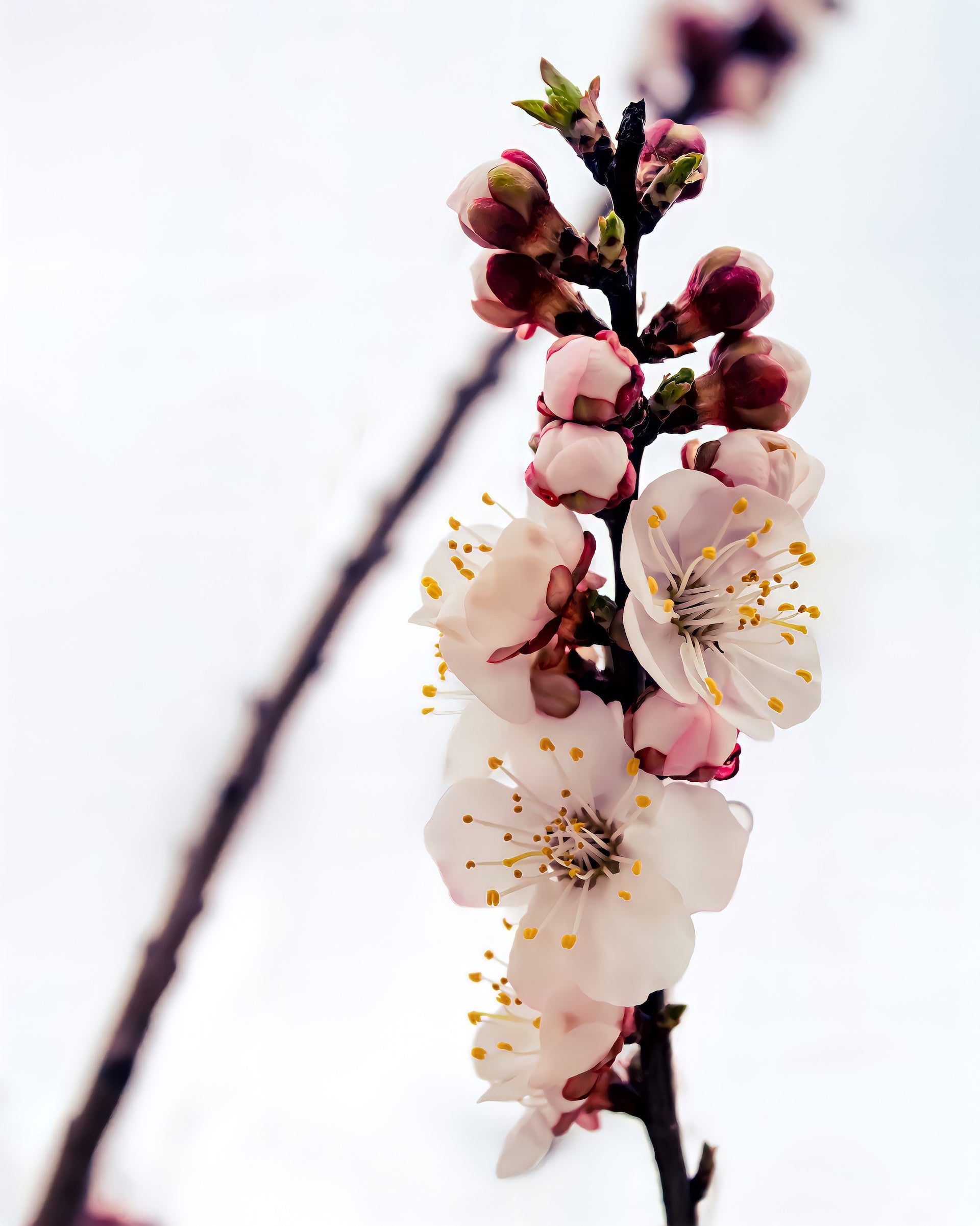 zelf uw eigen kersen kweken ook als je een kleine tuin hebt