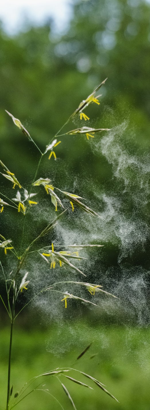 allergie primaverili