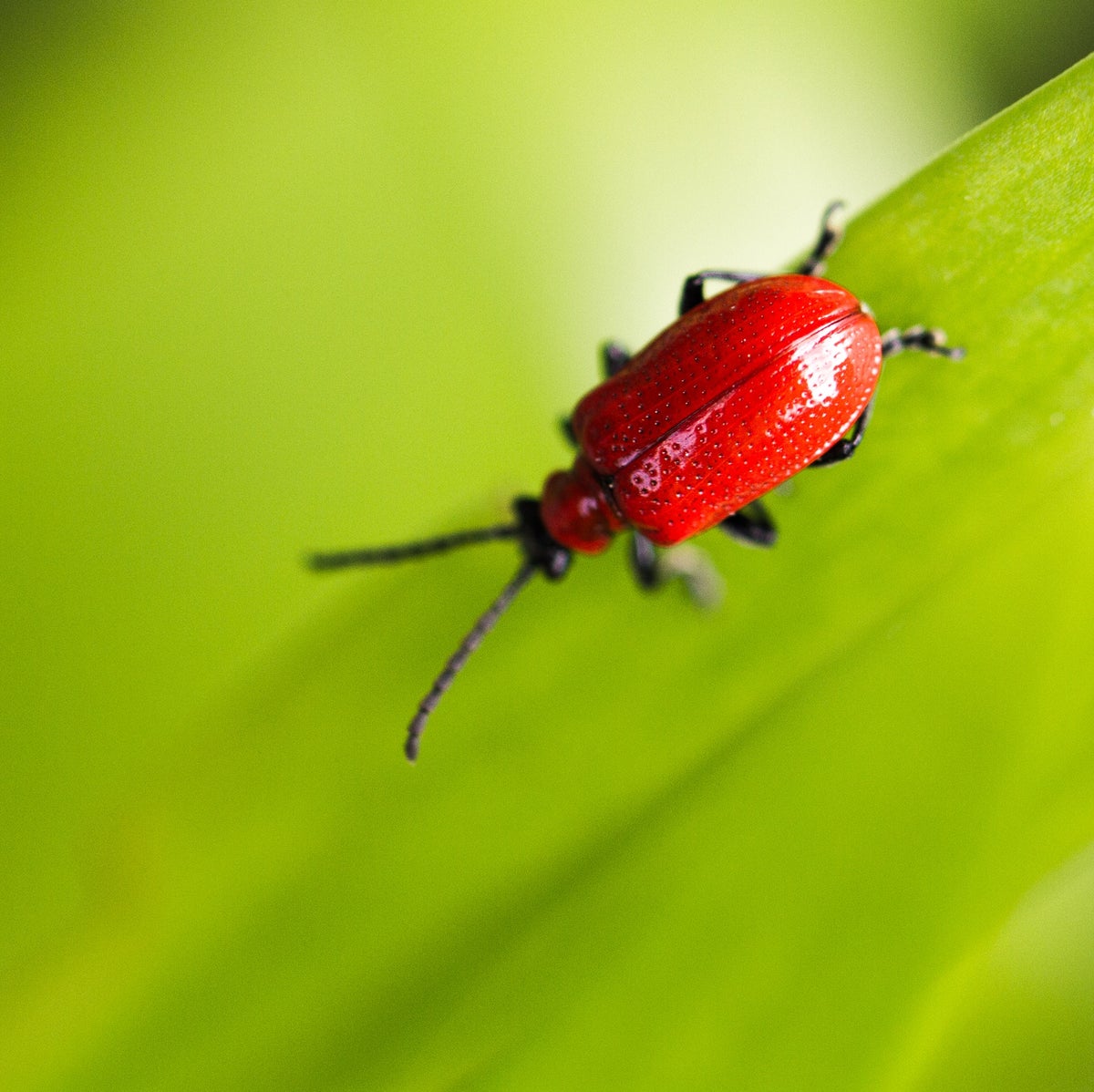 Kever / Soorten / Insecten / Soorten / Wildlife | wesgeco
