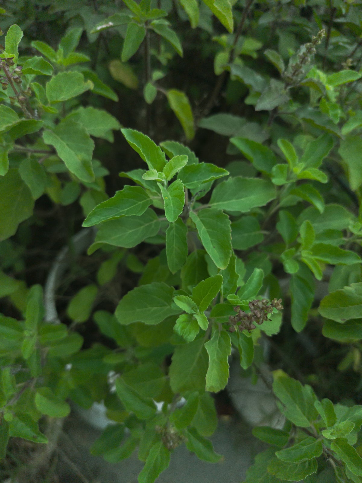 Evening Primrose Oil Herbs Blog Vegeuniverse