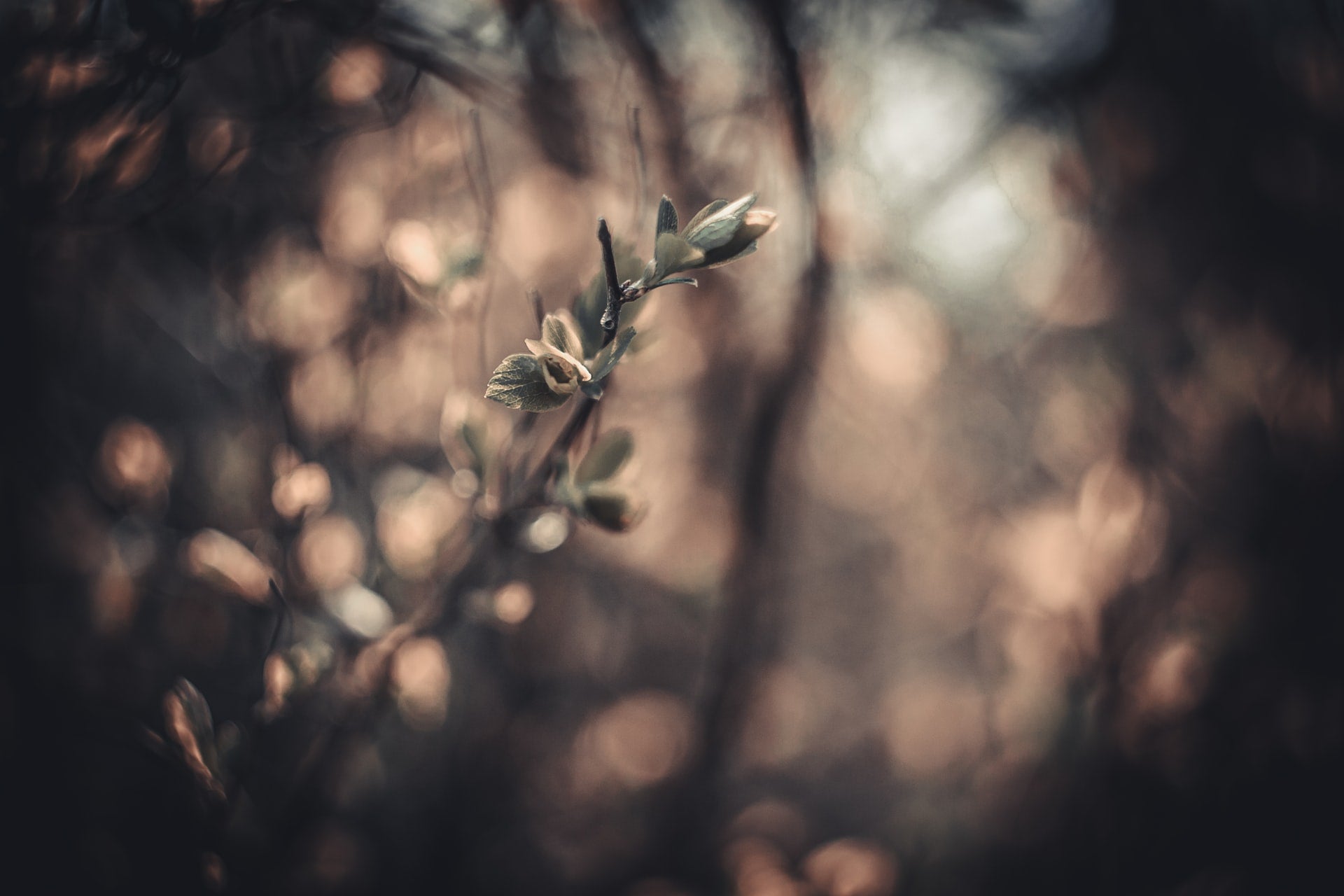 Naturbild einer Knospe