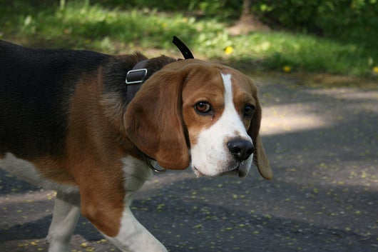 Älterer Beagle auf der Straße