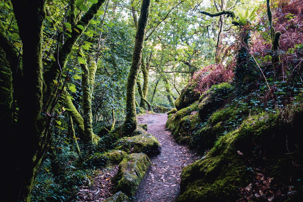 (Republic of) Ireland | D Bell & Jane Fitzcostellia Co.
