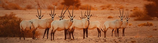 Des animaux à cornes au milieu de la savane