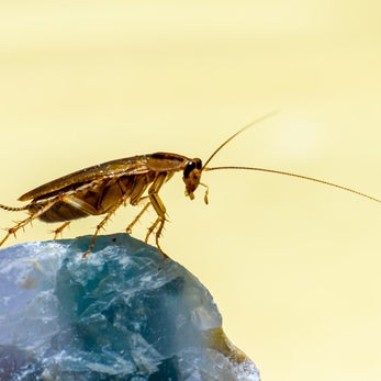 Blatte identifiée lors d'une intervention de désinsectisation 3D2P COMPANY