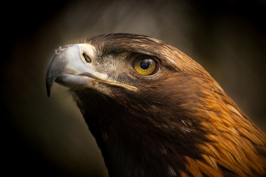 Steinadler für die Jagd prädestiniert, kraftvoll und majestätisch