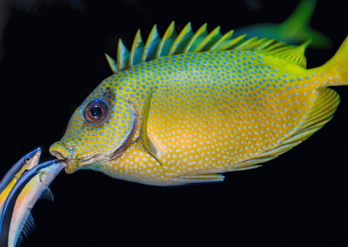 Service Packages | Thompson's fish tank service