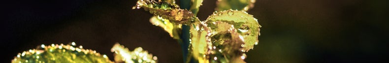 planten