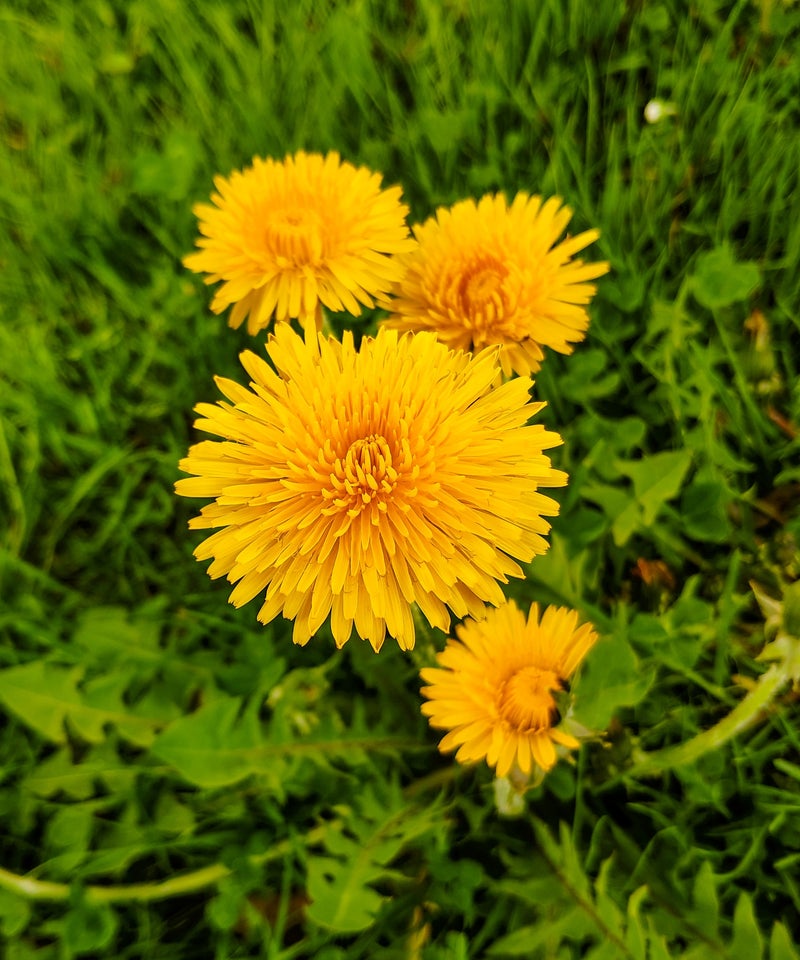 Steinblütenessenzen sofortige Problemlösung