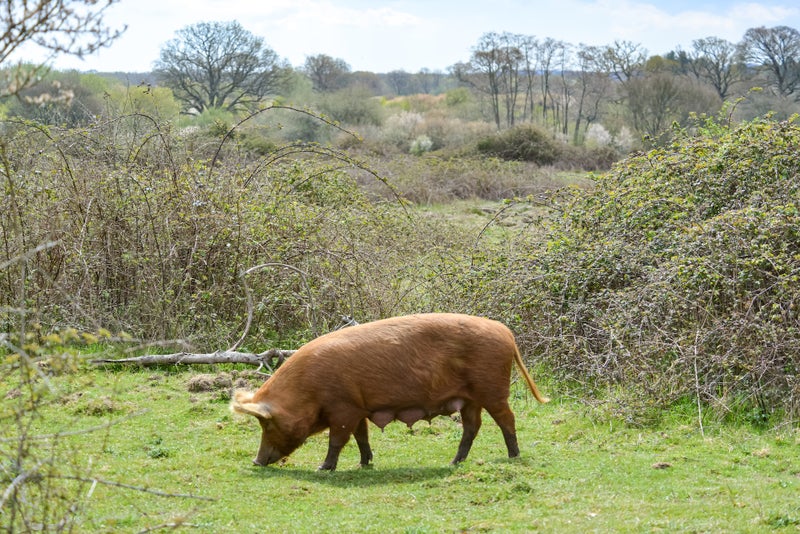Cerdo iberico