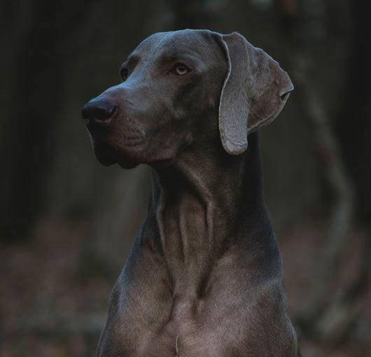 Der ultimative Hund Weimaraner im Portrait