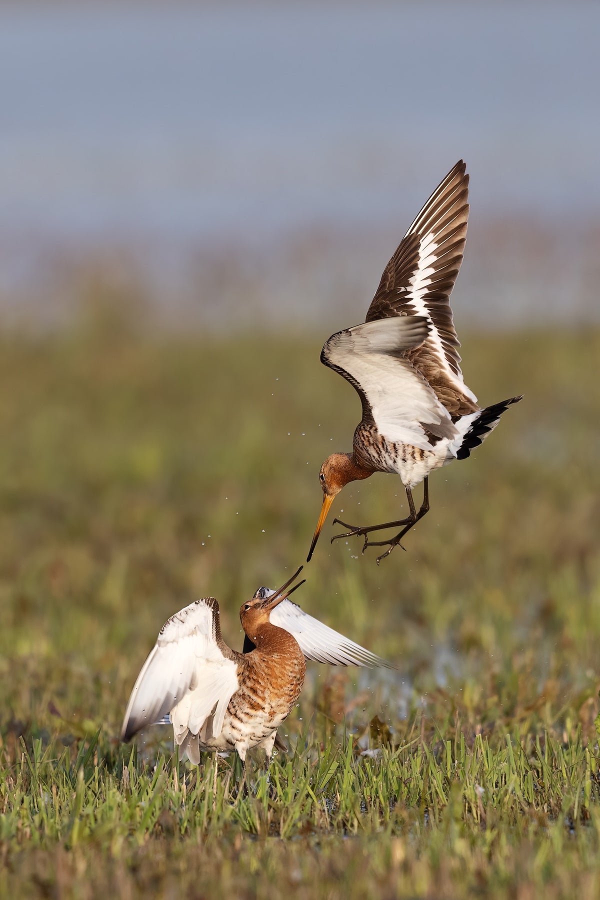 Weidevogels / Vogels / Natuur | sign4nature