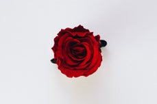 Red rose