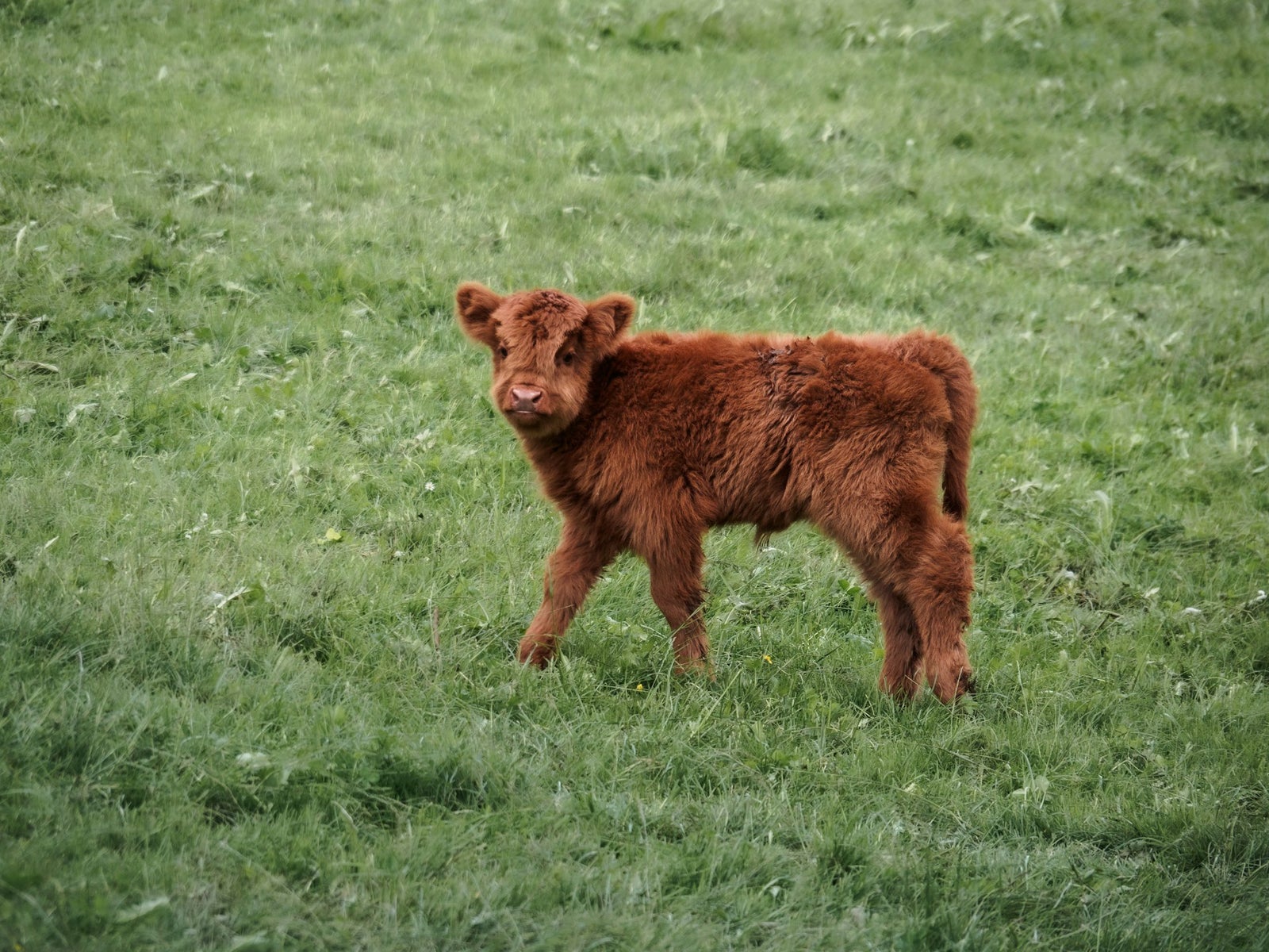 Cox Family Farm photo 5