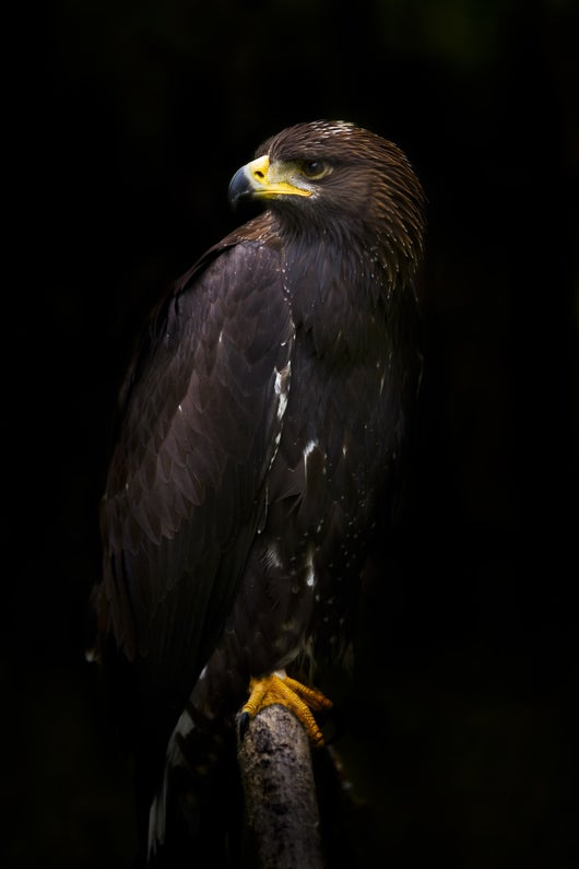 Steinadler sitzend
