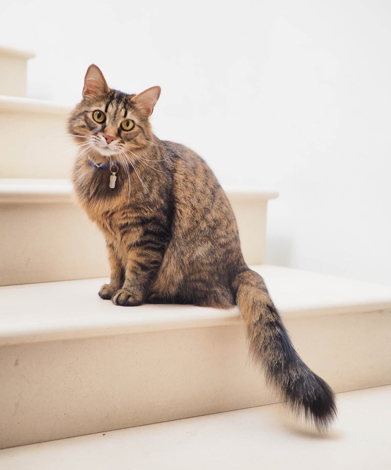 Fütterung in der Katzenpension