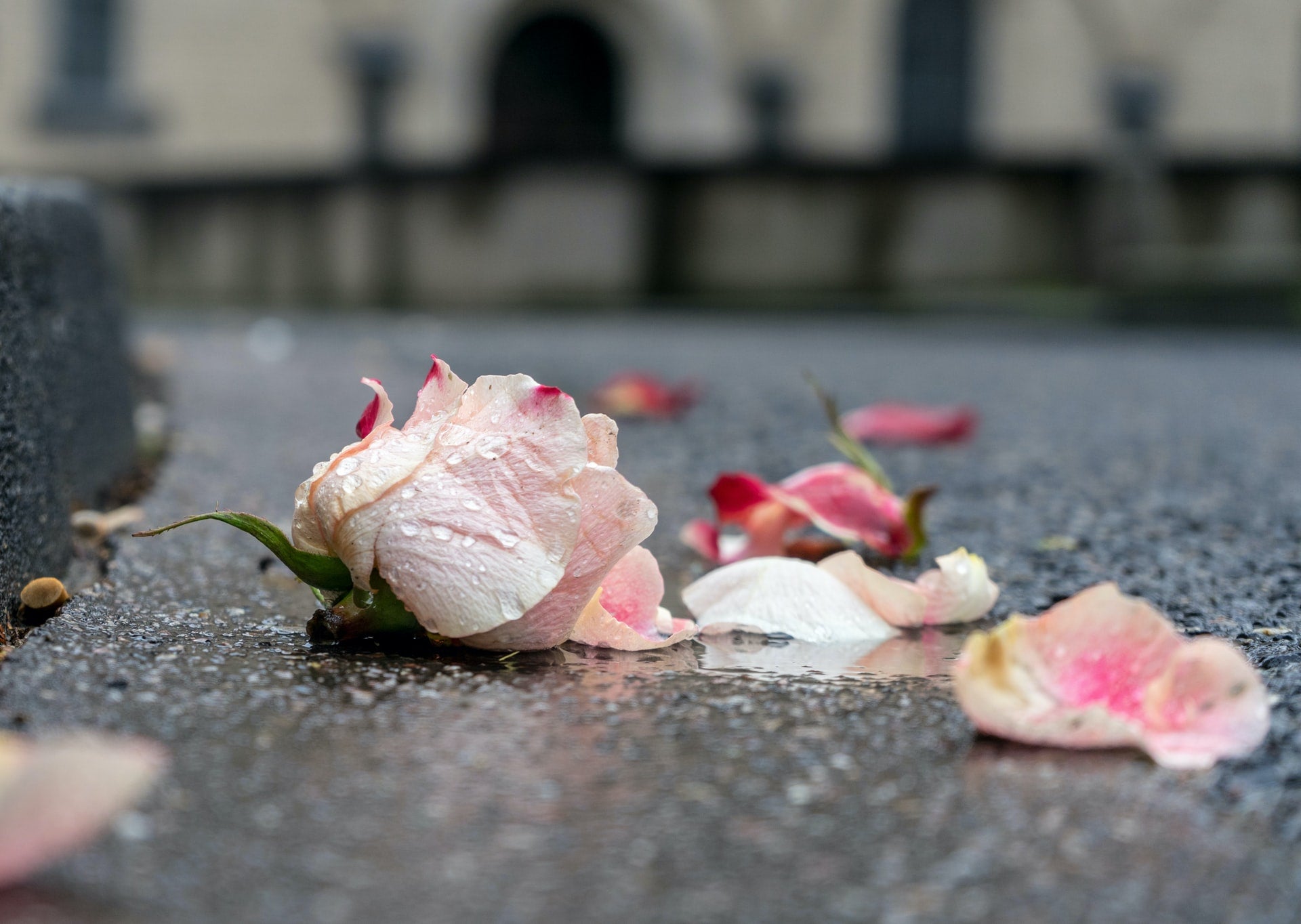 Roze roos met roze blaadjes - symbool voor levend verlies bij chronisch ziek zijn