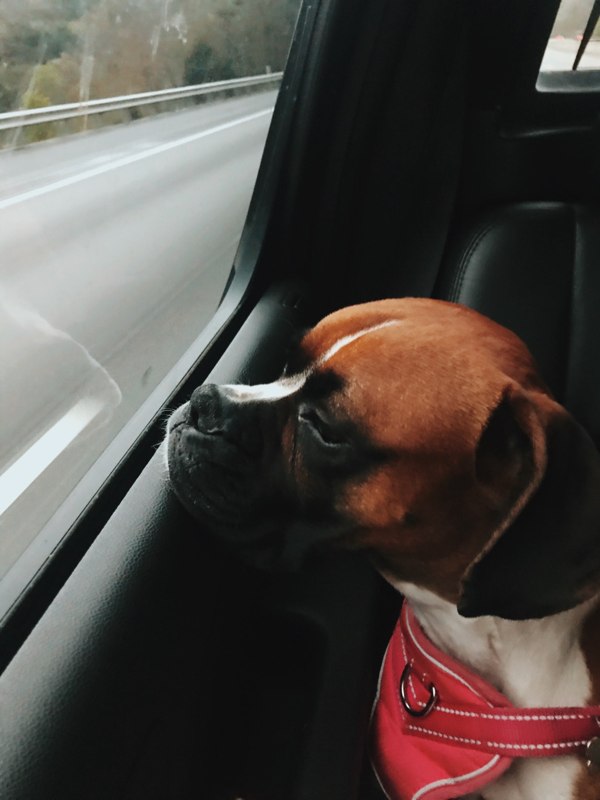 dog sitting pet sitting cat sitting visite à domicile conflans sainte honorine nacs nouveaux animaux de compagnie hamster souris rat chinchilla cochon d'inde cobaye furet oiseaux poissons tortues lézard