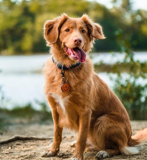 chien marron dans la nature