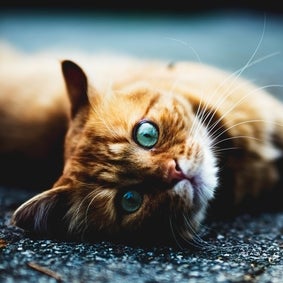 kat
