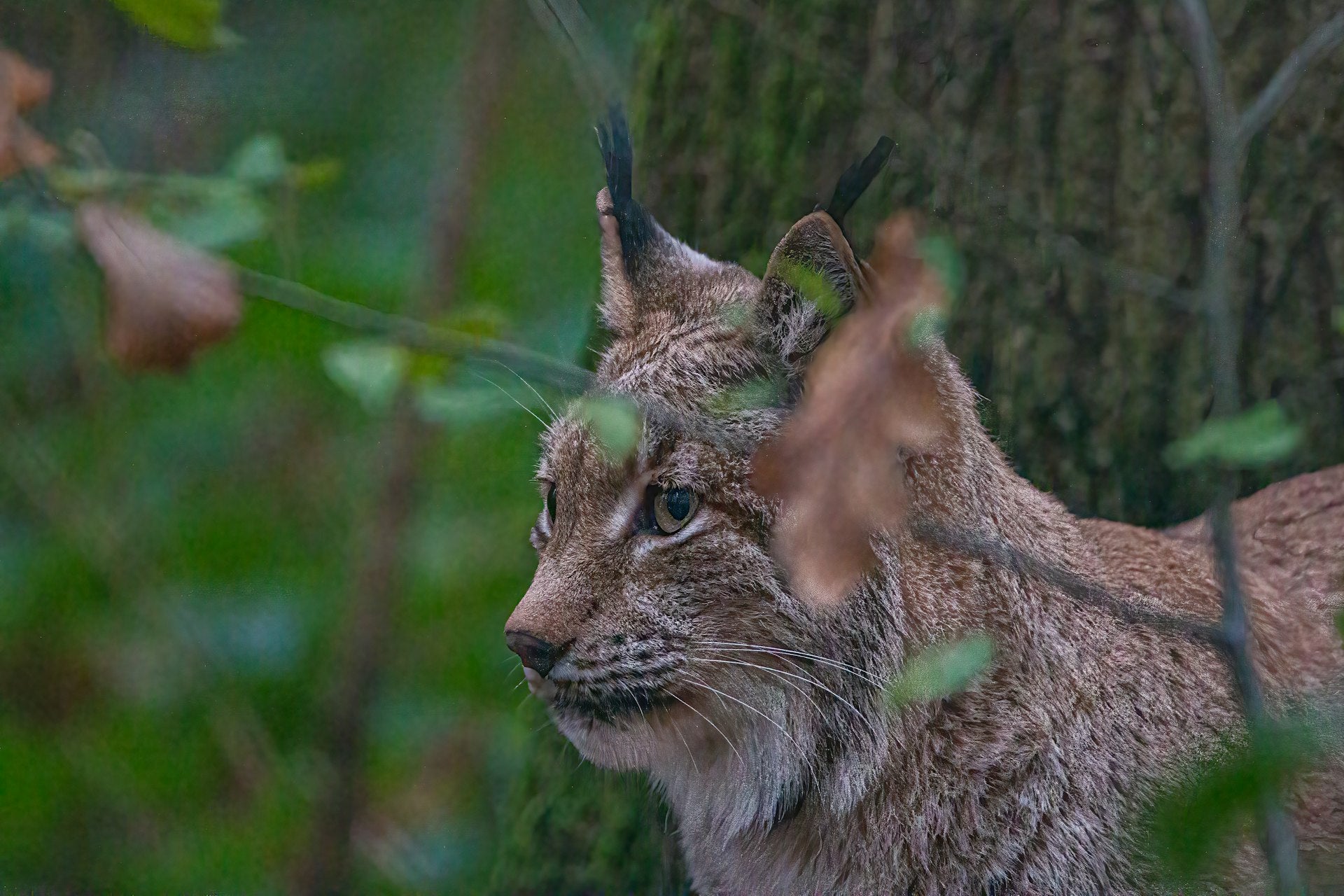 Le lynx