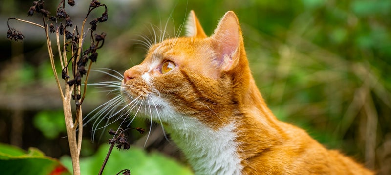 Un-)Giftige Pflanzen / Sicheres Zuhause | KatzenGesund Un-)Giftige Pflanzen / Sicheres Zuhause | KatzenGesund