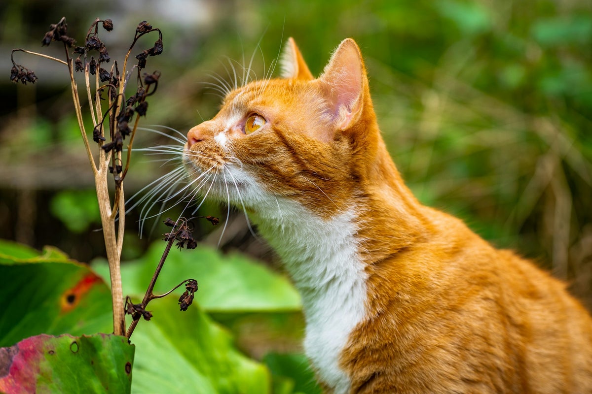 (Un-)Giftige Pflanzen / Sicheres Zuhause | KatzenGesund