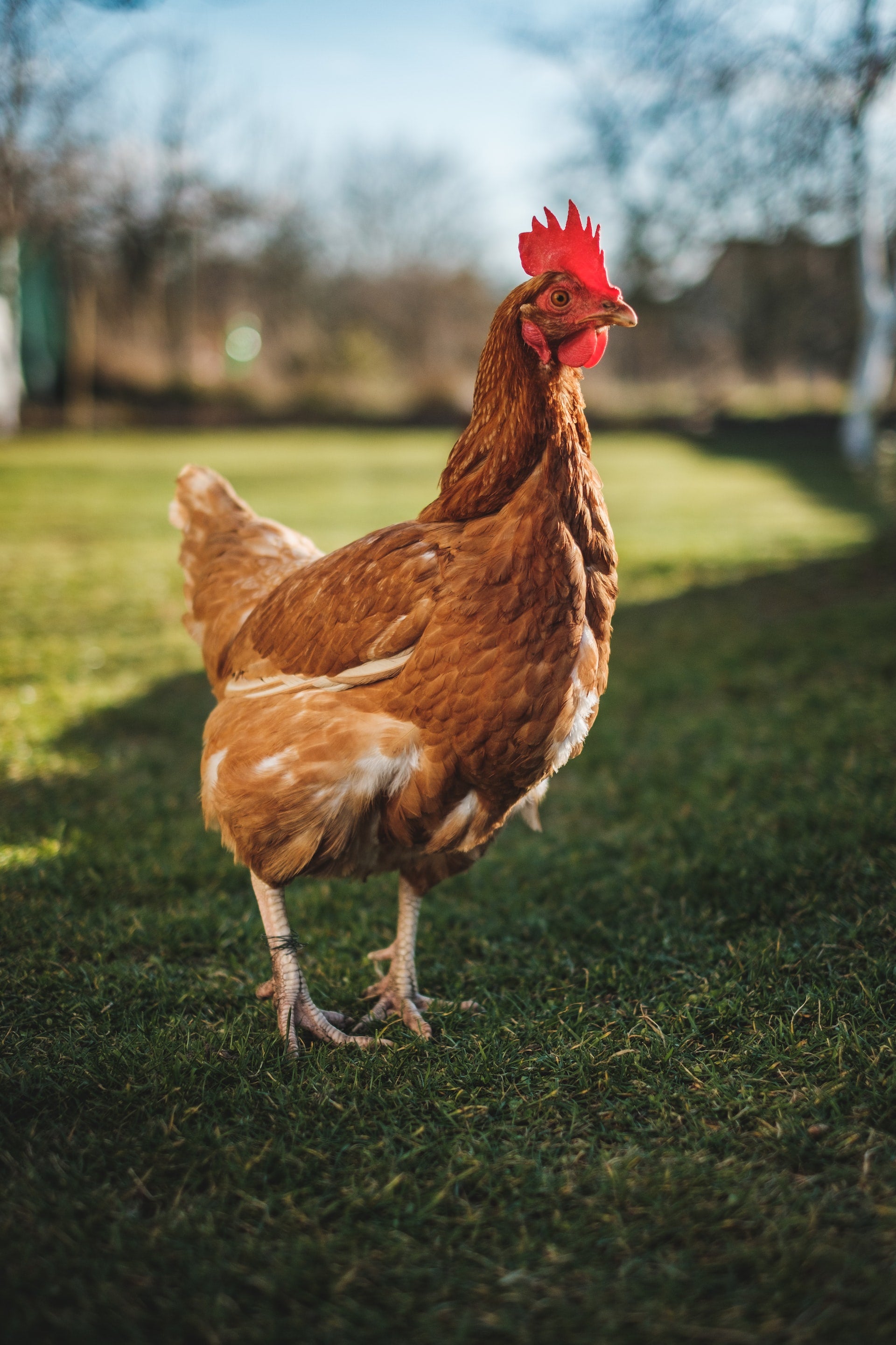Hen standing on grass — confident around poultry