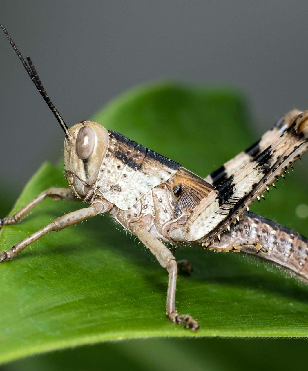 Locust Lizard Locusts / Invertebrates / Meet our animals | Greenacres Animal Park