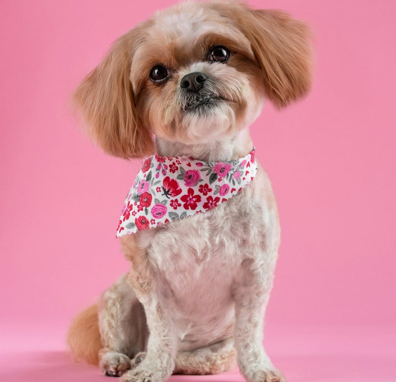 Groomie's Pet Salon