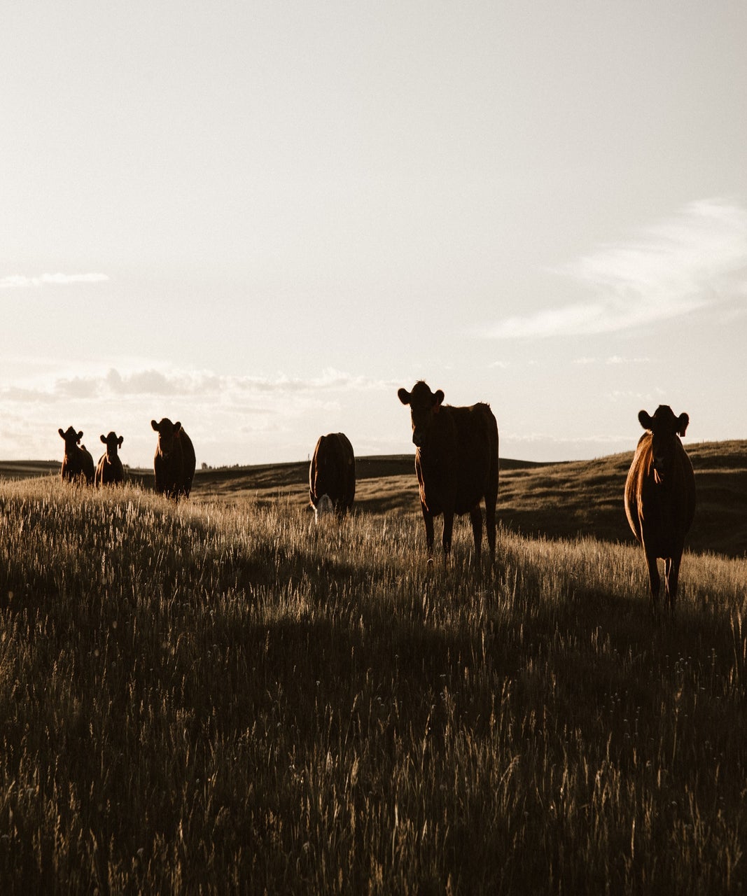 Cox Family Farm photo 4