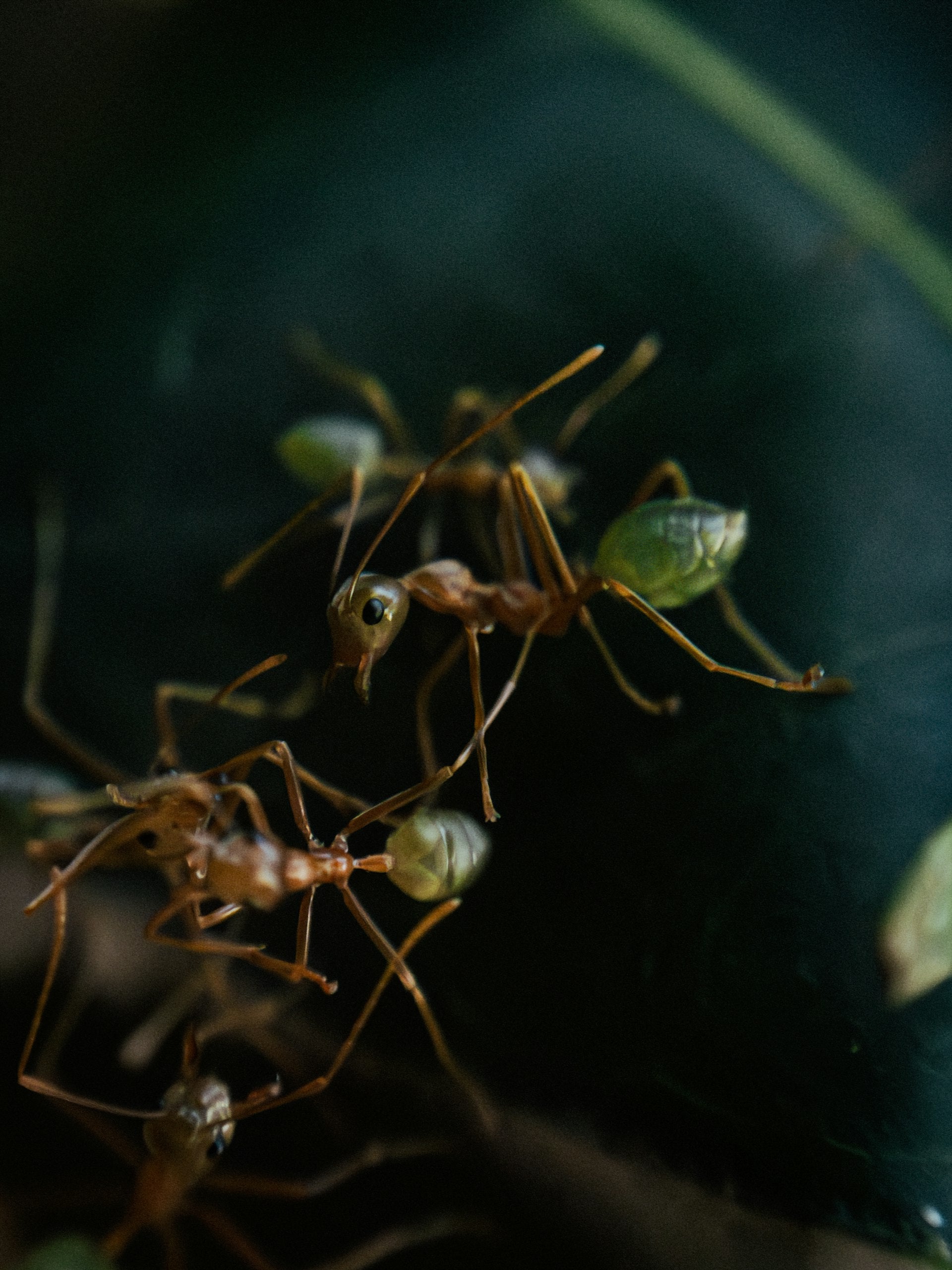 Ameisenbefall im Haus oder Garten erkennen und bekämpfen
