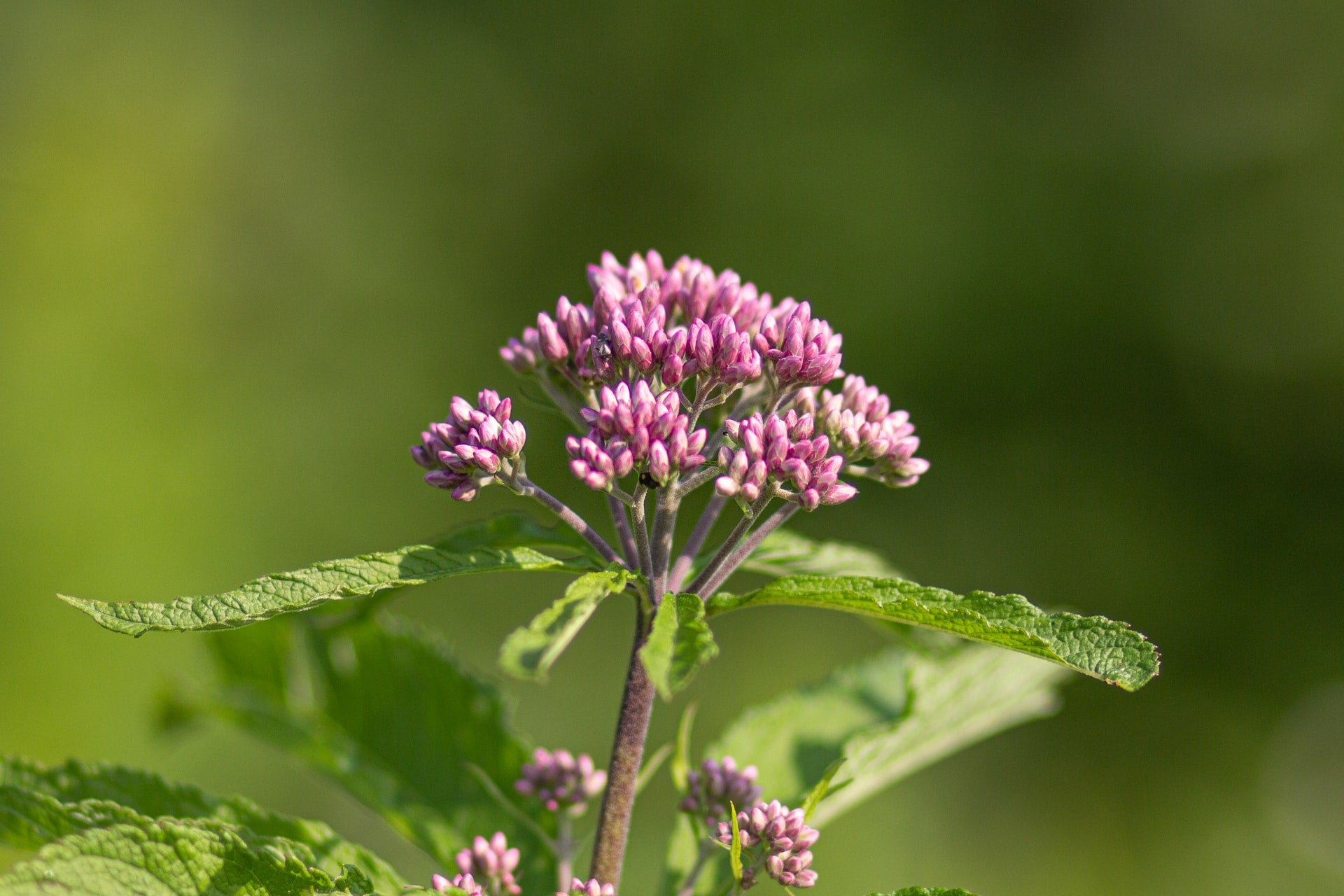 Bach bloesem duizendguldenkruid