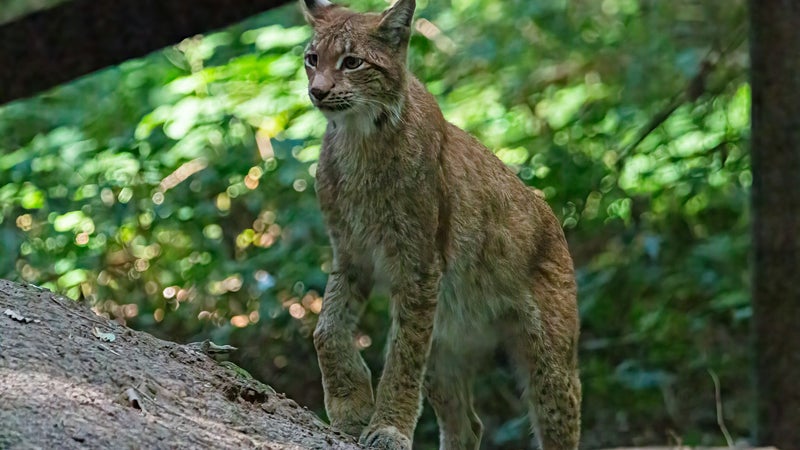 Lynx boréal 1