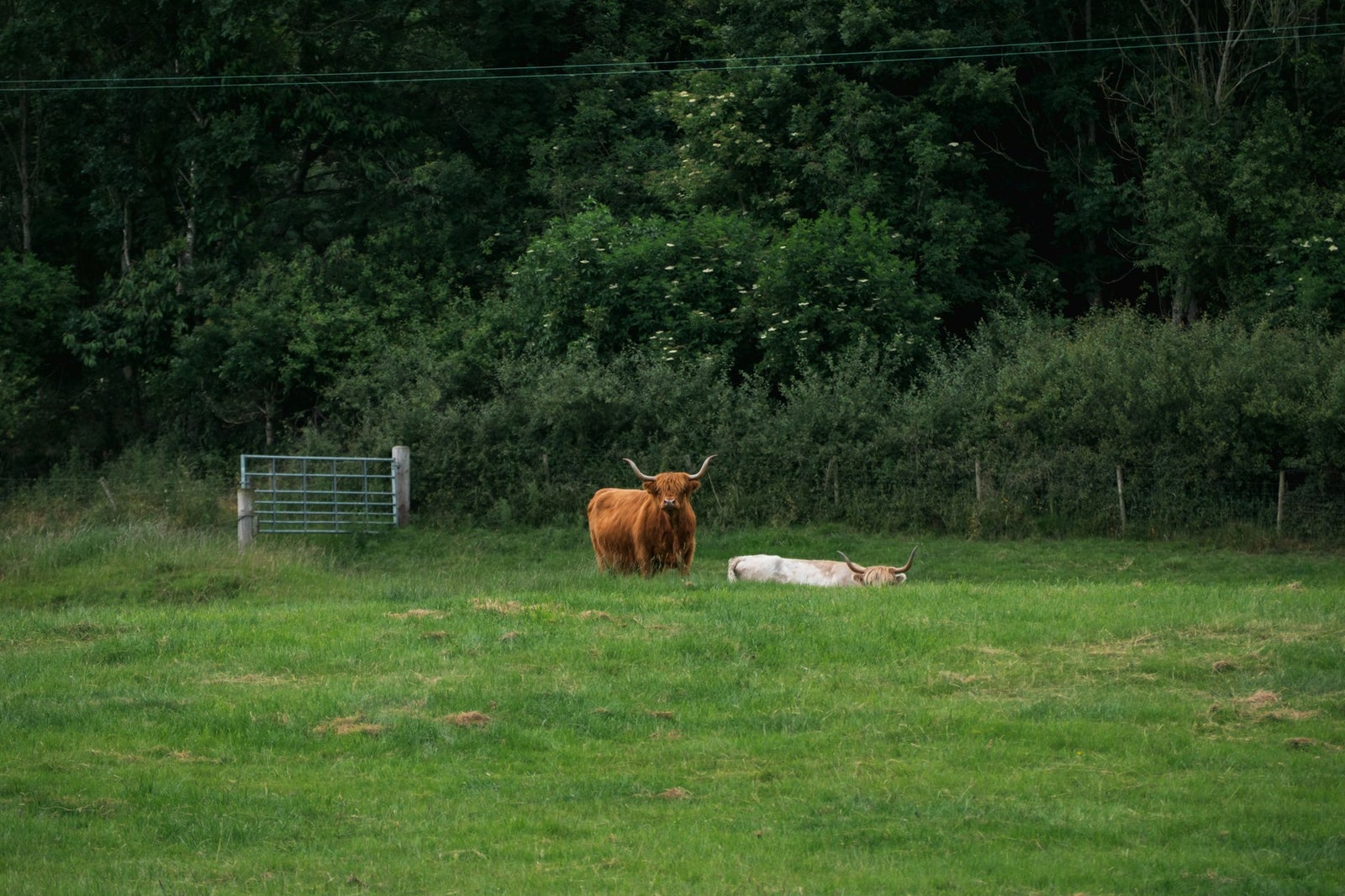 Cox Family Farm photo 6