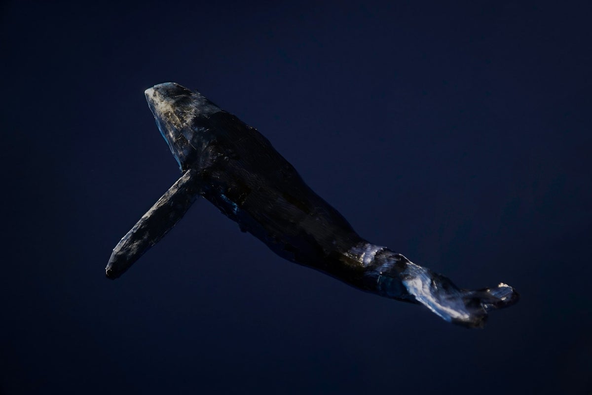 Nous soutenir | SEA PROTECTION CONSERVATION SOCIETY