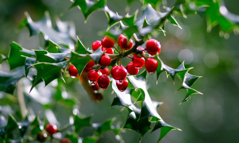 le houx plante toxique pour les animaux