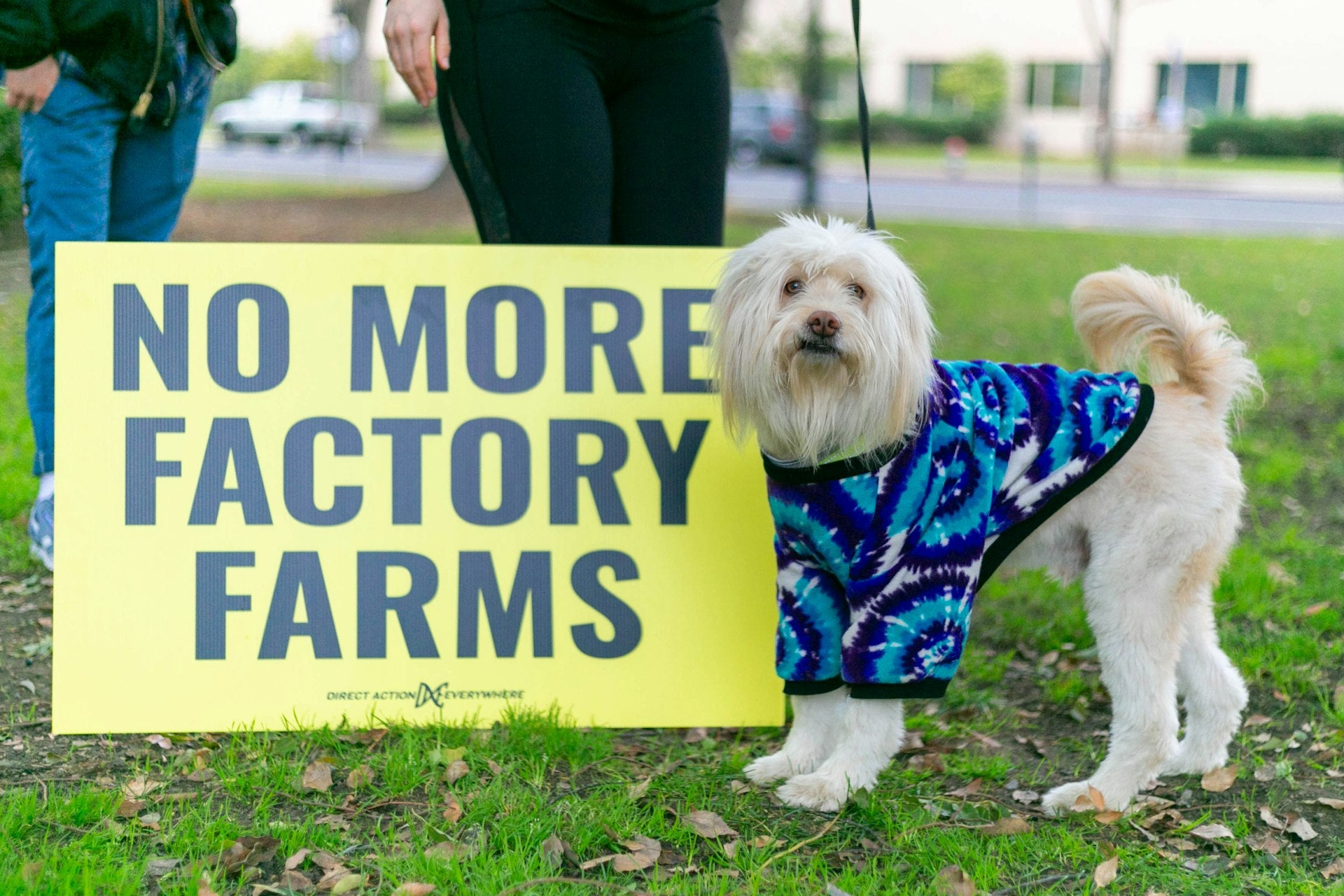 geen dieren leed meer