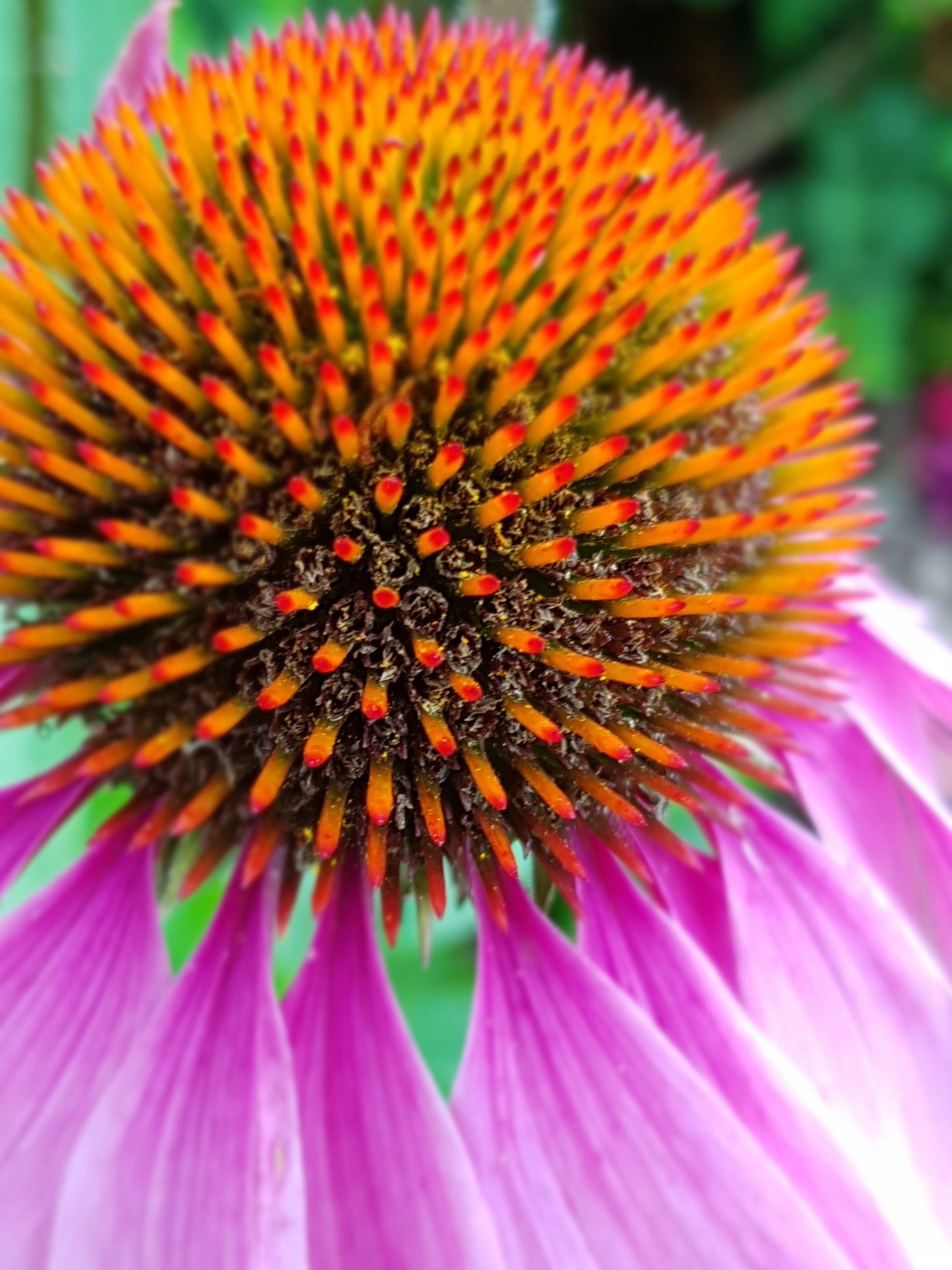 Echinacea weerstand