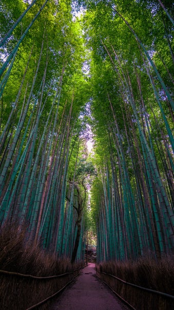 Arashiyama Bamboo Grove