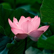 Reiki 3