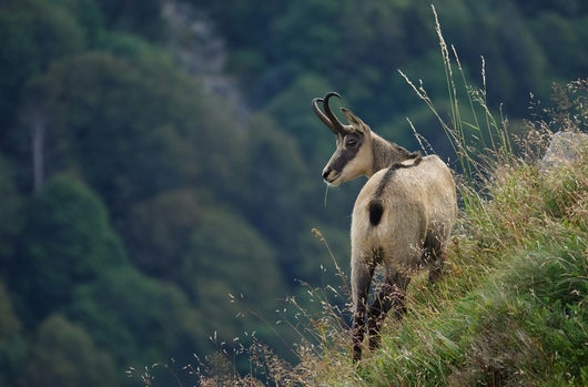 Gams im Gebirge im Sommerkleid